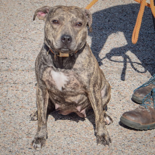 Smooch, an adoptable American Staffordshire Terrier / Boxer / Mixed at Animal House Shelter — photo 5