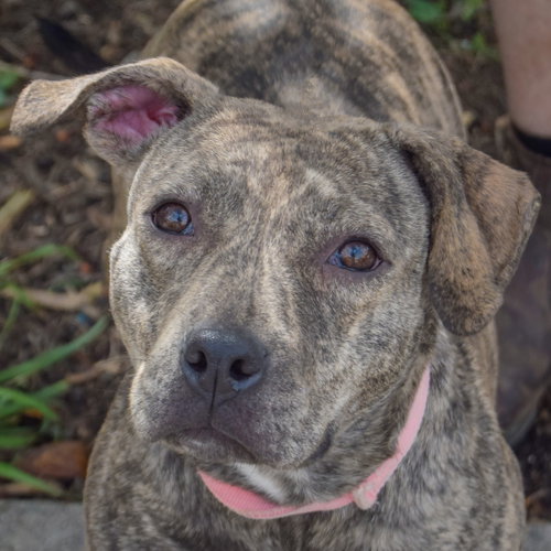 Smooch, an adoptable American Staffordshire Terrier / Boxer / Mixed at Animal House Shelter — photo 6