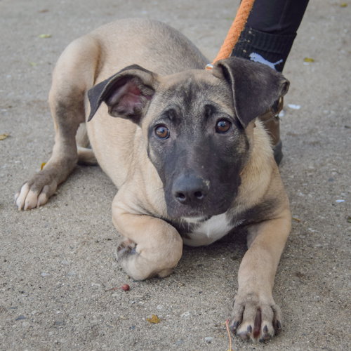 Sprinkles, an adoptable German Shepherd Dog / Black Mouth Cur / Mixed at Animal House Shelter — photo 2