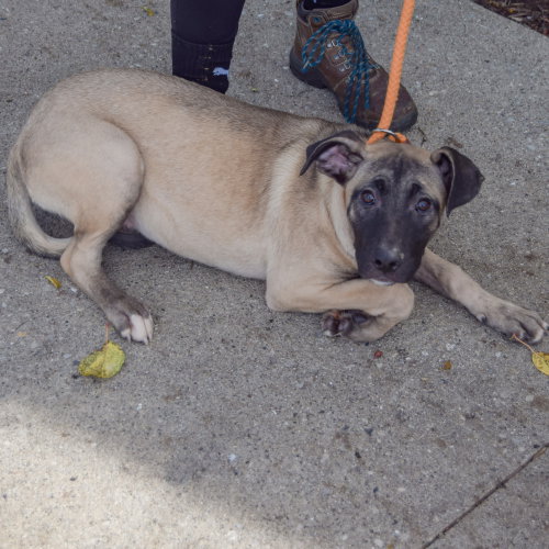 Sprinkles, an adoptable German Shepherd Dog / Black Mouth Cur / Mixed at Animal House Shelter — photo 3