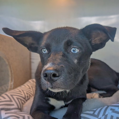 Amy Leigh, Husky / Border Collie / Mixed