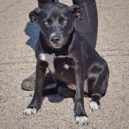 Amy Leigh, an adoptable Husky / Border Collie / Mixed at Animal House Shelter — photo 3