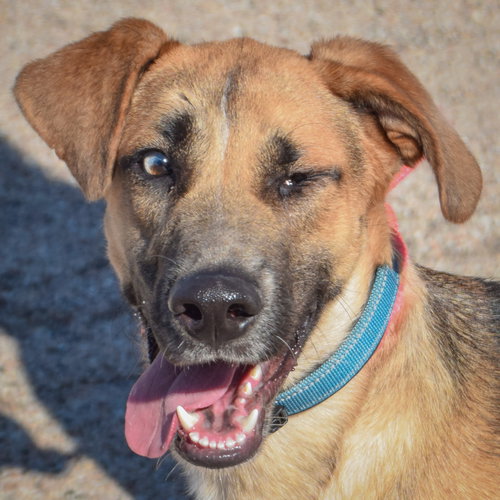 Colt available through Animal House Shelter