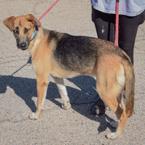 Colt, an adoptable German Shepherd Dog / Labrador Retriever / Mixed at Animal House Shelter — photo 2
