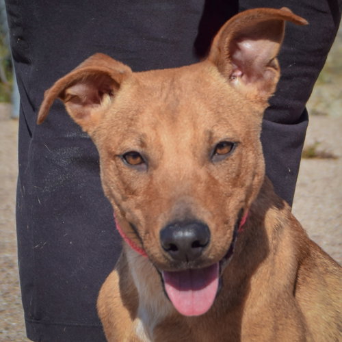 Gene, American Staffordshire Terrier / Vizsla / Mixed