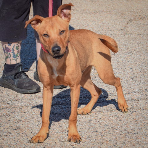 Gene, an adoptable American Staffordshire Terrier / Vizsla / Mixed at Animal House Shelter — photo 4