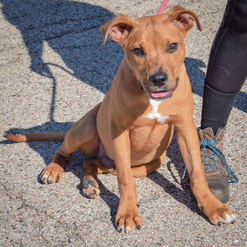 Mercer, an adoptable Rottweiler / American Staffordshire Terrier / Mixed at Animal House Shelter — photo 2