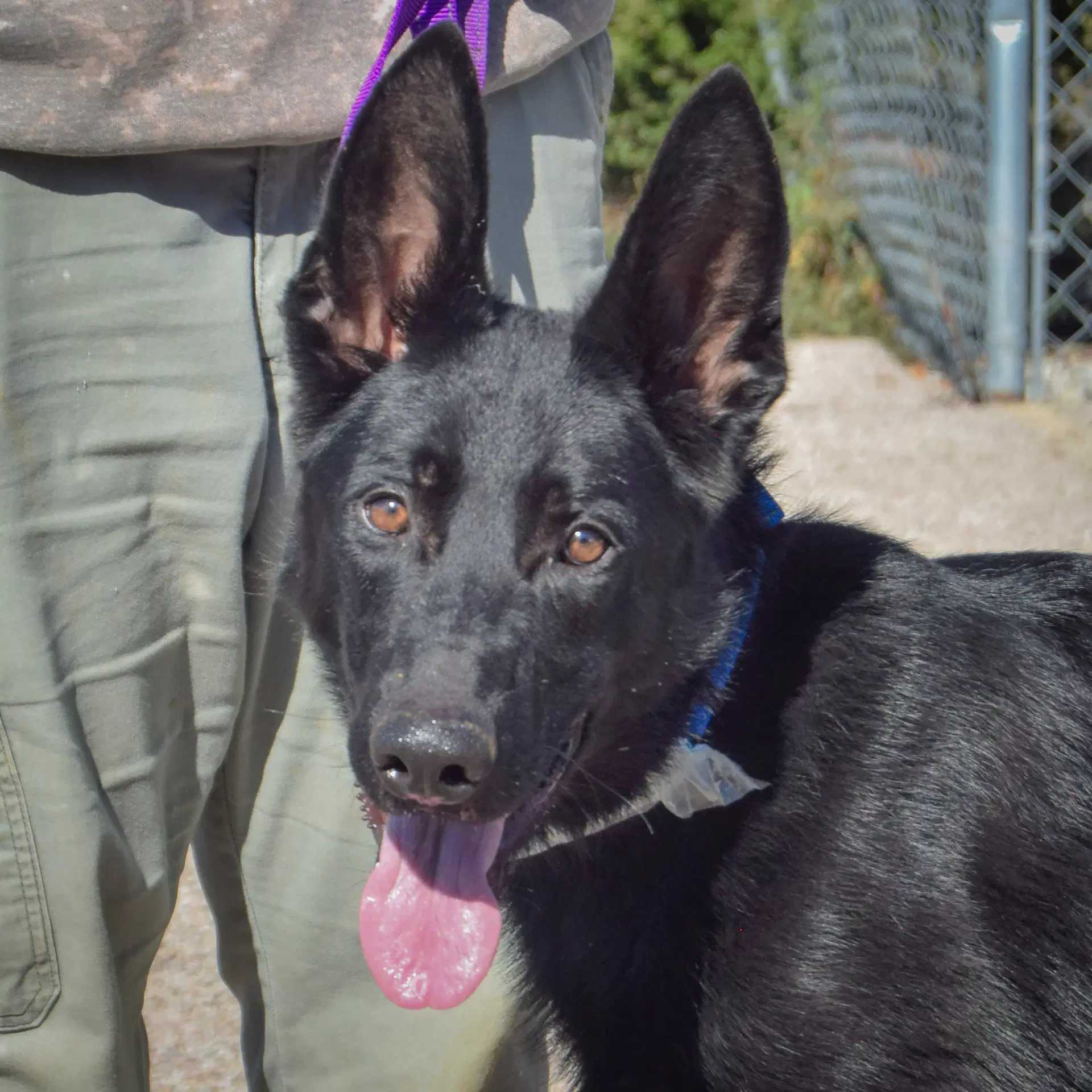 Webber - German Shepherd Dog