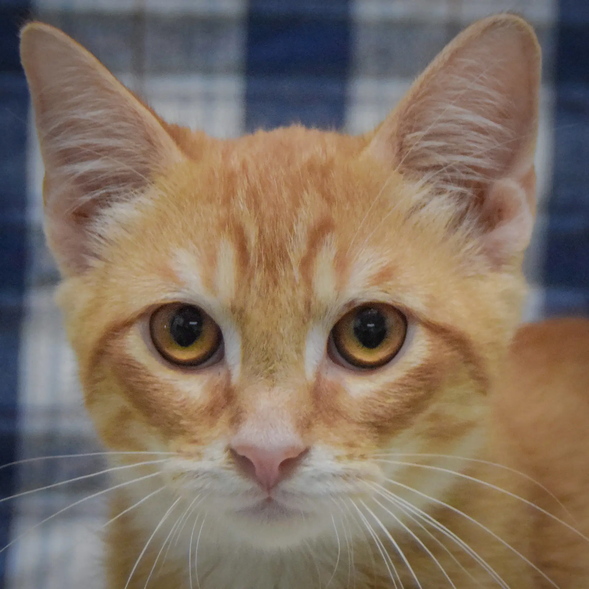 Crouton - Tabby