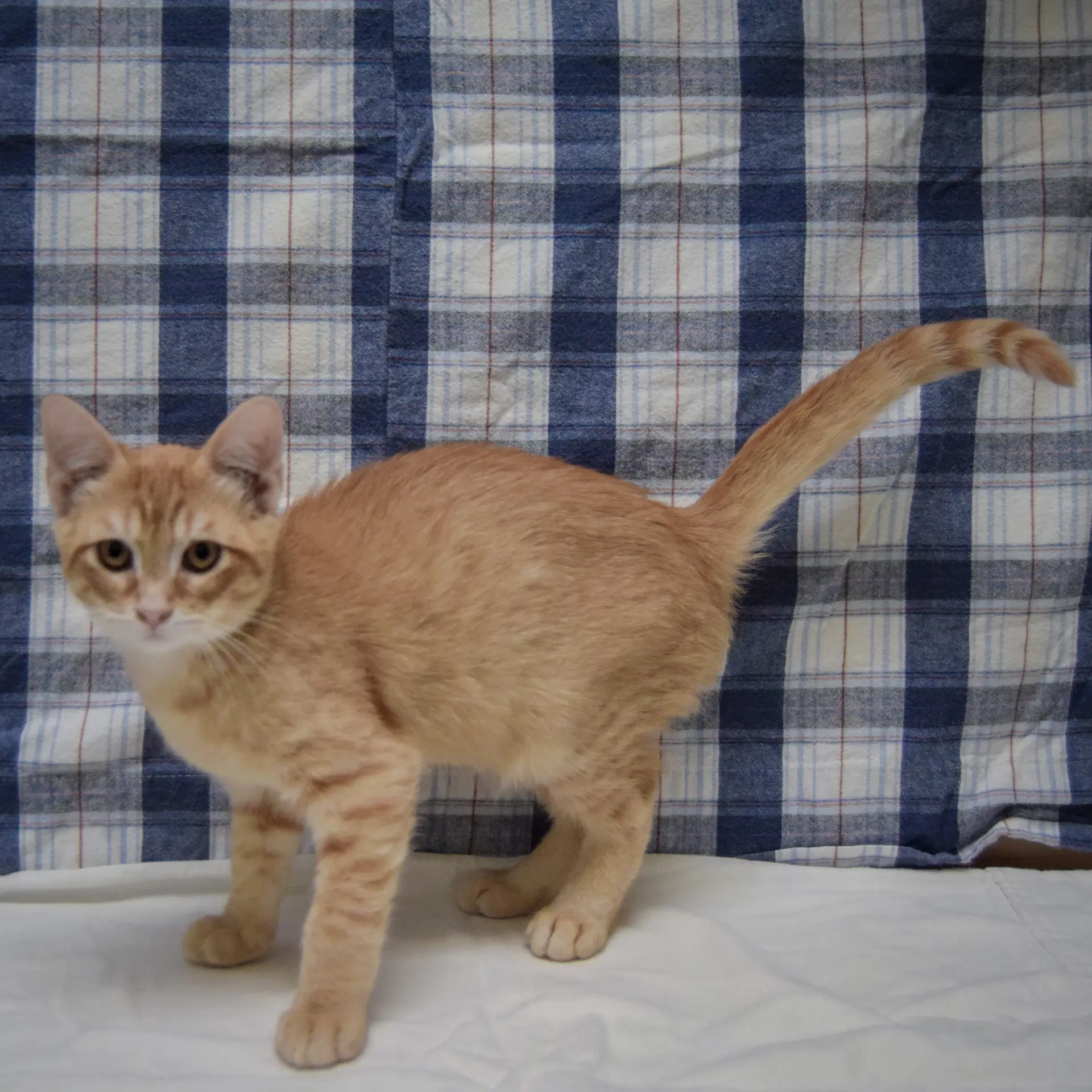 Crouton image 2