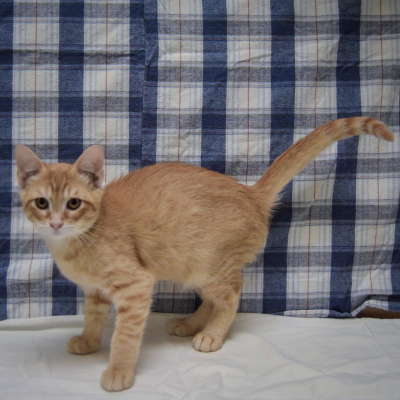 Crouton, photo 2