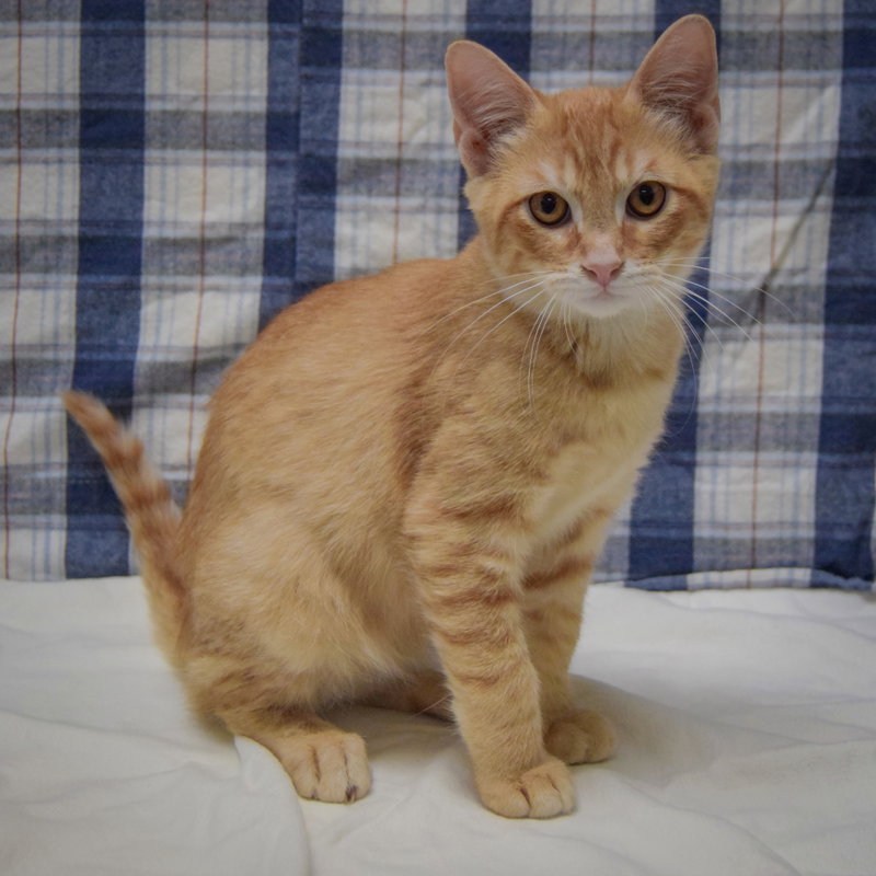 Crouton, photo 3