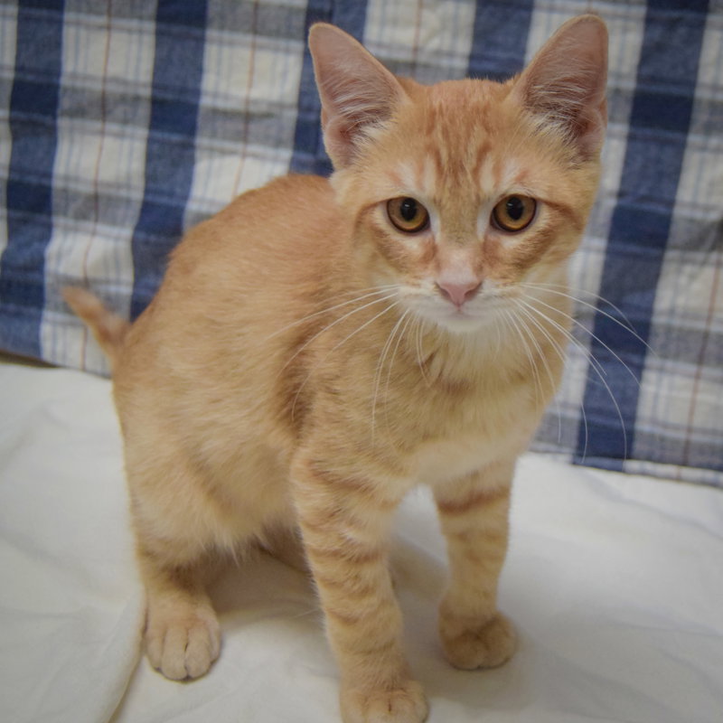 Crouton, photo 4