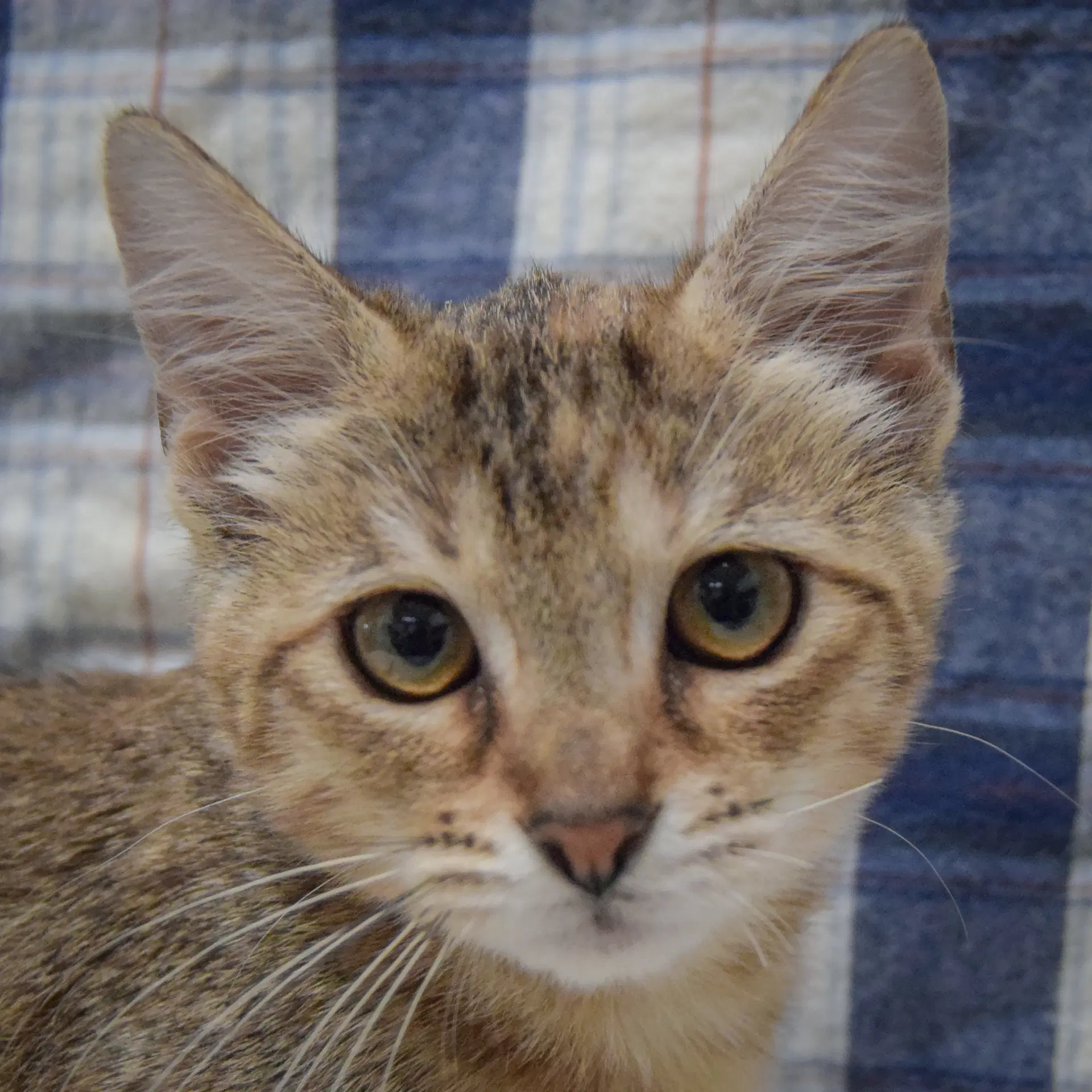 Pickle - Tabby