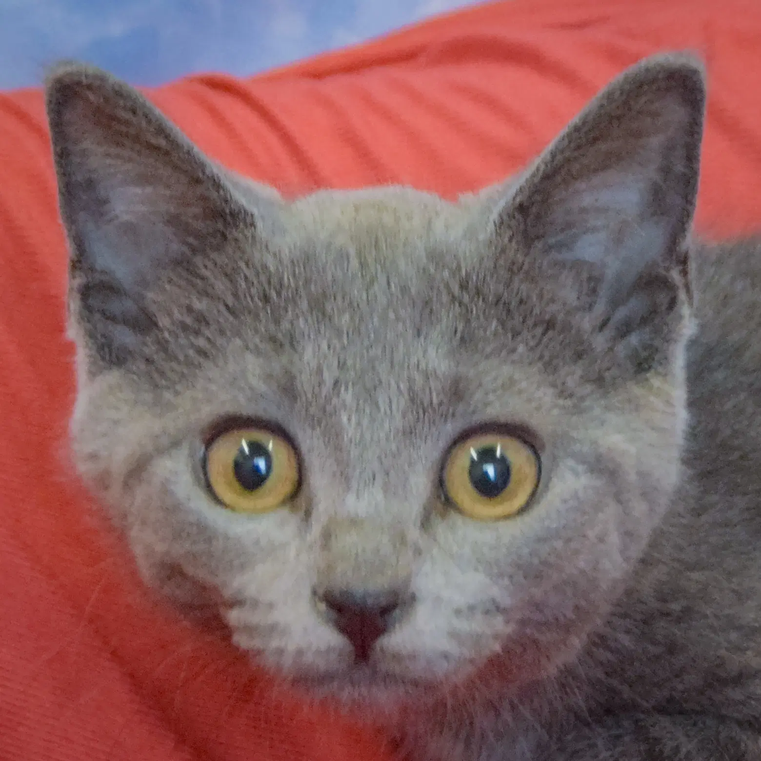 Silver - Tabby