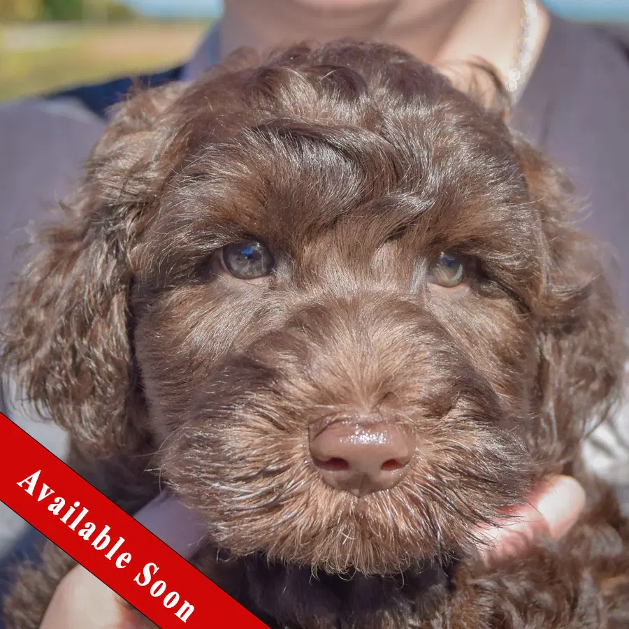 Cocoa Bean - Poodle (unknown type)