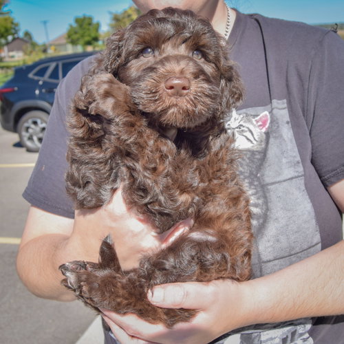Cocoa Bean, an adoptable Poodle (unknown type) at Animal House Shelter — photo 2