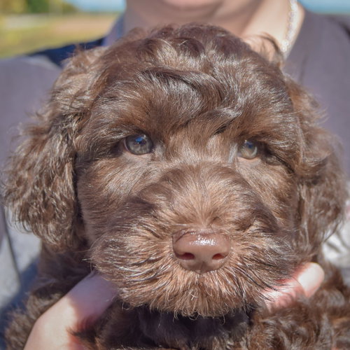 Cocoa Bean, an adoptable Poodle (unknown type) at Animal House Shelter — photo 5