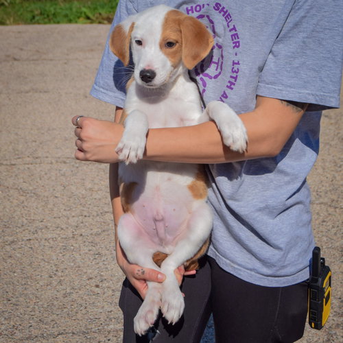 Archie, an adoptable Collie / Border Collie / Mixed at Animal House Shelter — photo 4