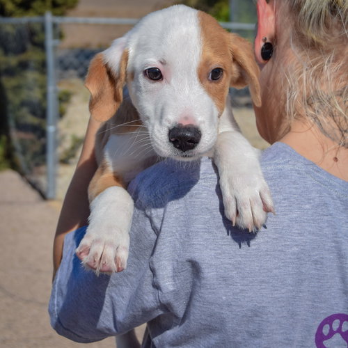 Archie, an adoptable Collie / Border Collie / Mixed at Animal House Shelter — photo 5