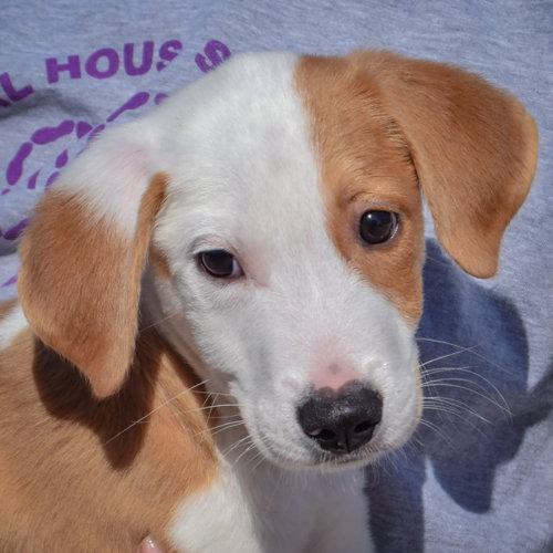 Archie, an adoptable Collie / Border Collie / Mixed at Animal House Shelter — photo 6