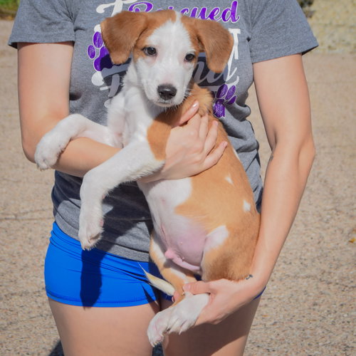 Heath, an adoptable Collie / Border Collie / Mixed at Animal House Shelter — photo 2