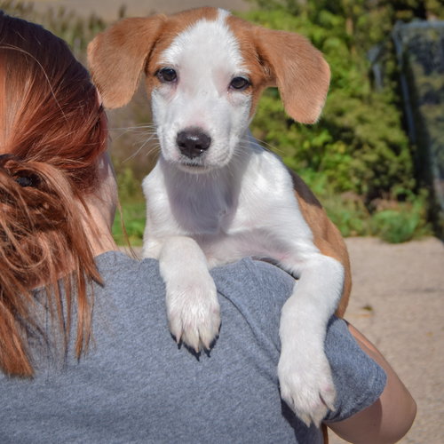 Heath, an adoptable Collie / Border Collie / Mixed at Animal House Shelter — photo 4