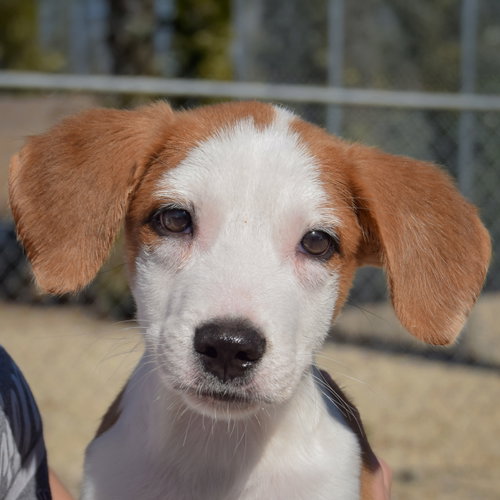 Heath, an adoptable Collie / Border Collie / Mixed at Animal House Shelter — photo 5