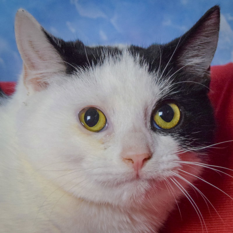 Arnold, a male kitten up for adoption