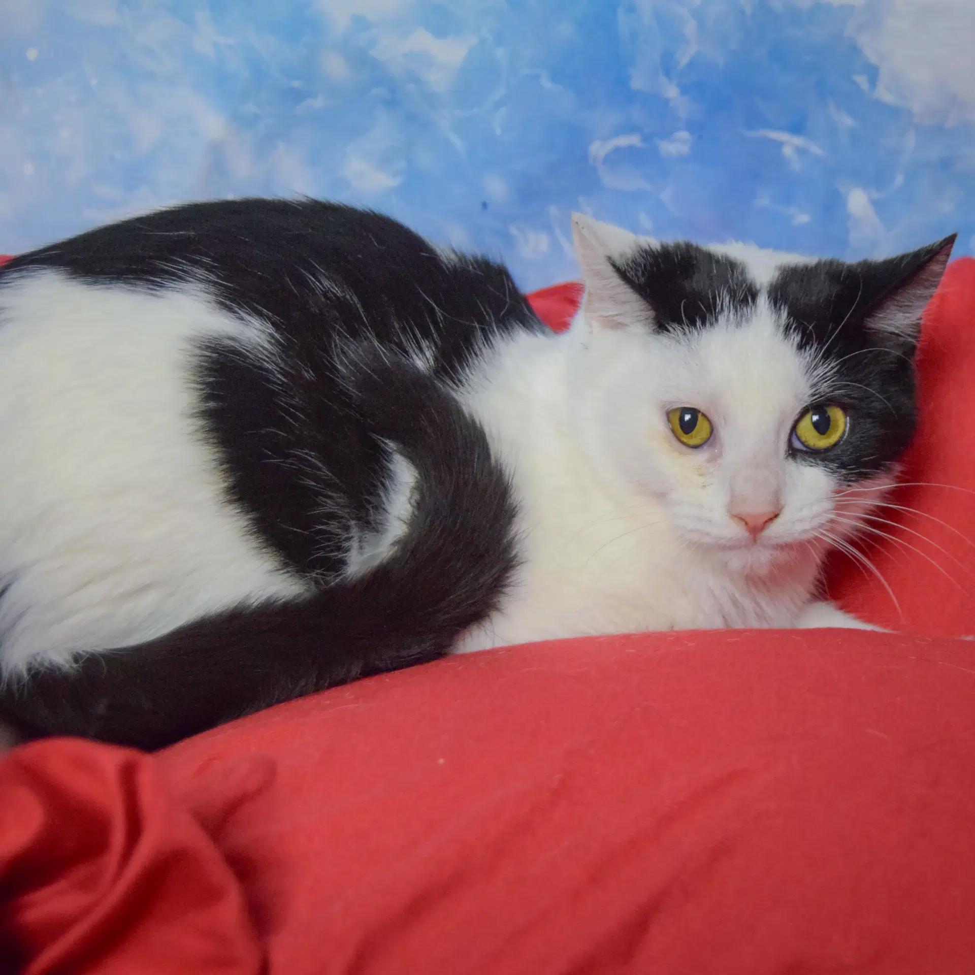 Arnold image 2
