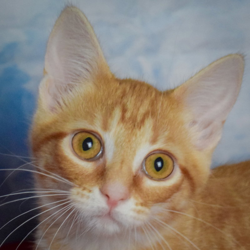 Sunny, a female Tabby kitten up for adoption