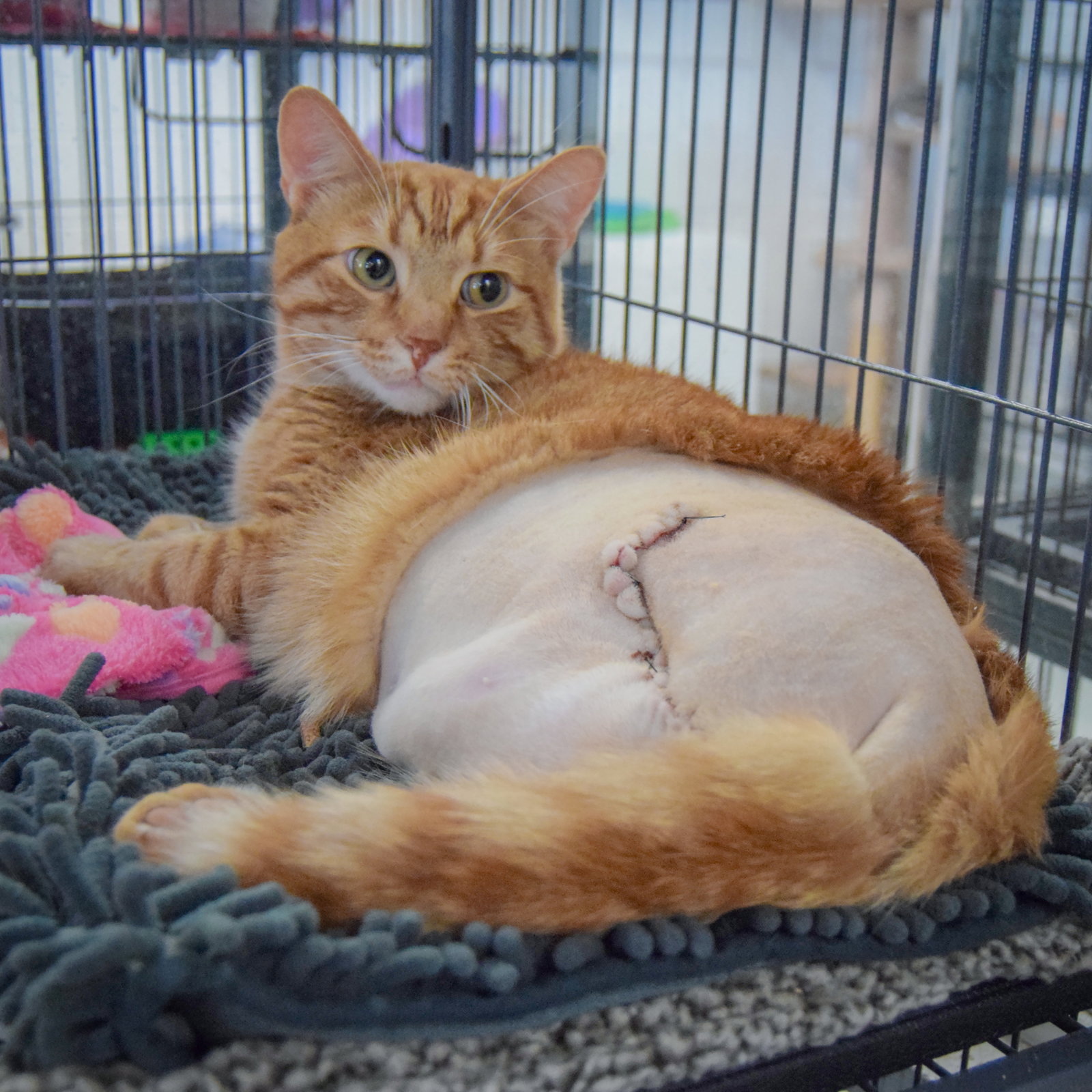 Cheddar Bob, photo 3