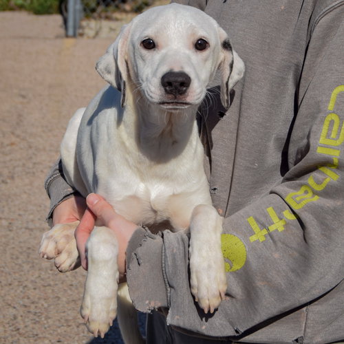 Blanche, an adoptable Pointer / Beagle / Mixed at Animal House Shelter — photo 3