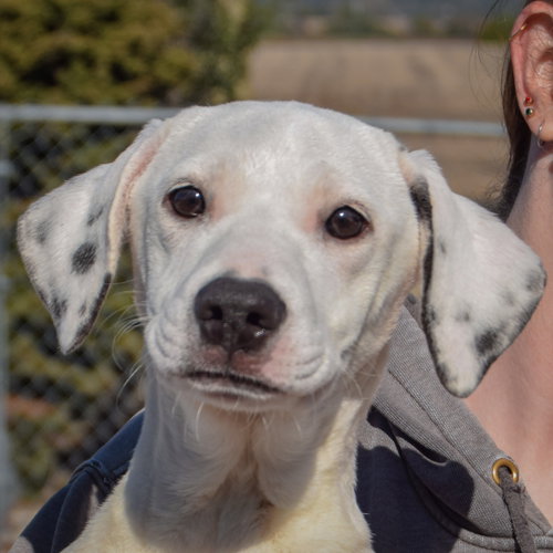 Blanche, an adoptable Pointer / Beagle / Mixed at Animal House Shelter — photo 5