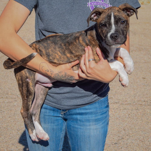 Lyle, an adoptable Boxer / American Staffordshire Terrier / Mixed at Animal House Shelter — photo 2