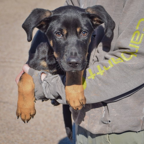 Tommy, an adoptable German Shepherd Dog / Black Labrador Retriever / Mixed at Animal House Shelter — photo 3