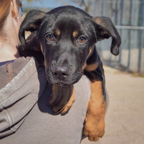 Tommy, an adoptable German Shepherd Dog / Black Labrador Retriever / Mixed at Animal House Shelter — photo 5