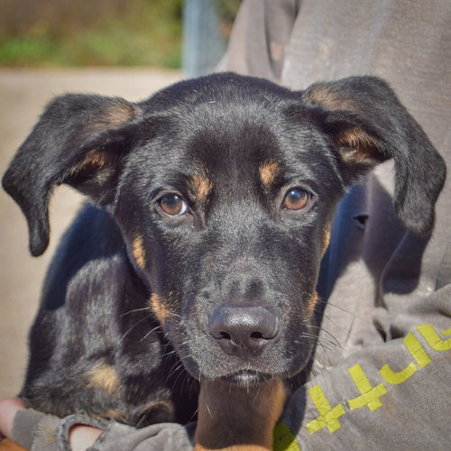 Tommy, an adoptable German Shepherd Dog / Black Labrador Retriever / Mixed at Animal House Shelter — photo 6