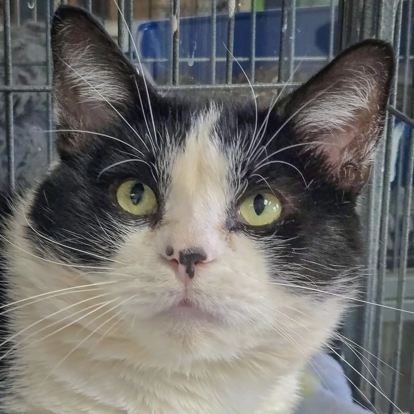 Simon - Tuxedo