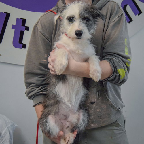 Dojo, an adoptable Shih Tzu / Corgi / Mixed at Animal House Shelter — photo 4
