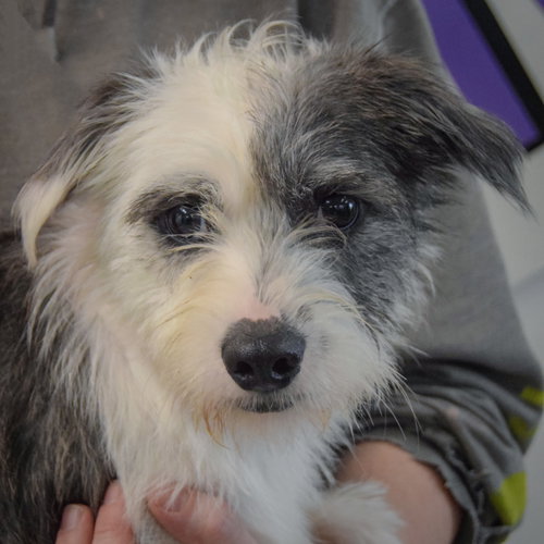 Dojo, an adoptable Shih Tzu / Corgi / Mixed at Animal House Shelter — photo 5