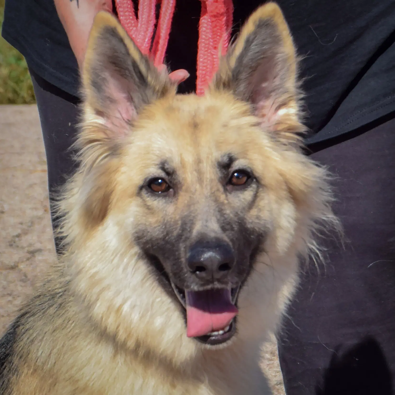 Princess - German Shepherd Dog