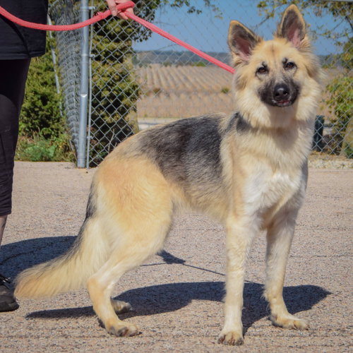 Princess, an adoptable German Shepherd Dog / Collie / Mixed at Animal House Shelter — photo 2