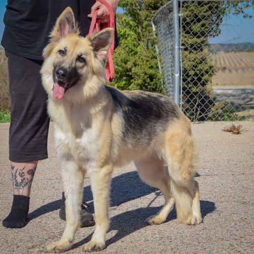 Princess, an adoptable German Shepherd Dog / Collie / Mixed at Animal House Shelter — photo 5