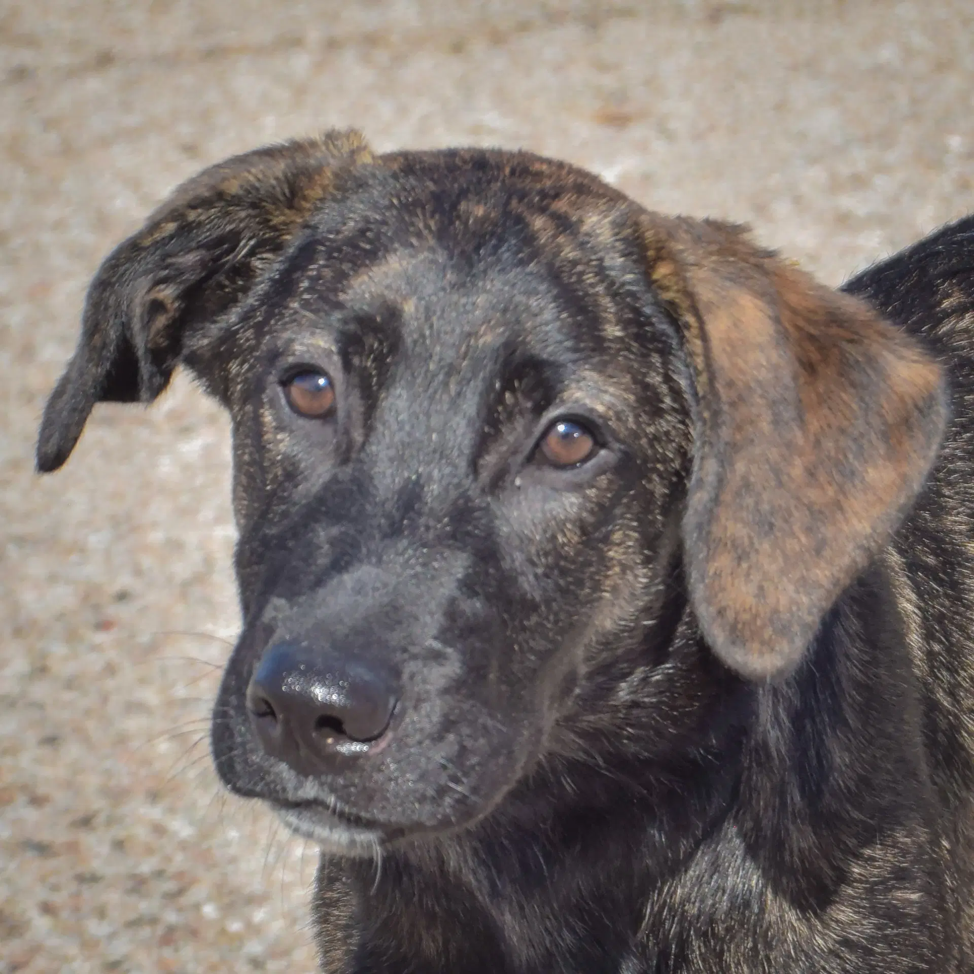 Axel - Black Labrador Retriever
