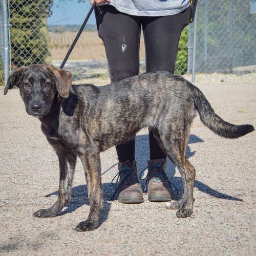 Axel, an adoptable Black Labrador Retriever / Plott Hound / Mixed at Animal House Shelter — photo 3