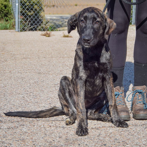 Axel, an adoptable Black Labrador Retriever / Plott Hound / Mixed at Animal House Shelter — photo 4