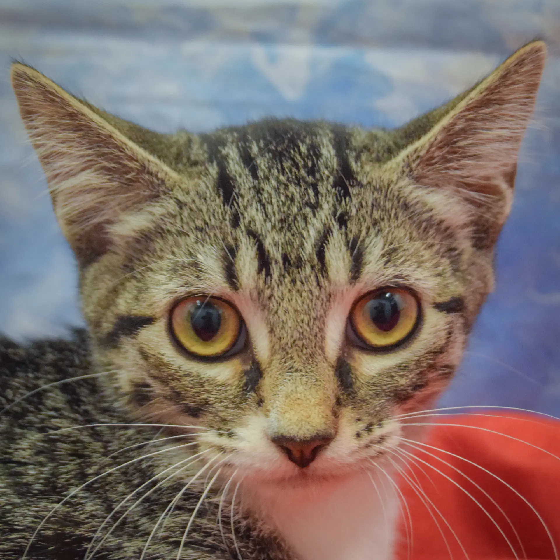 Talasyn - Tabby