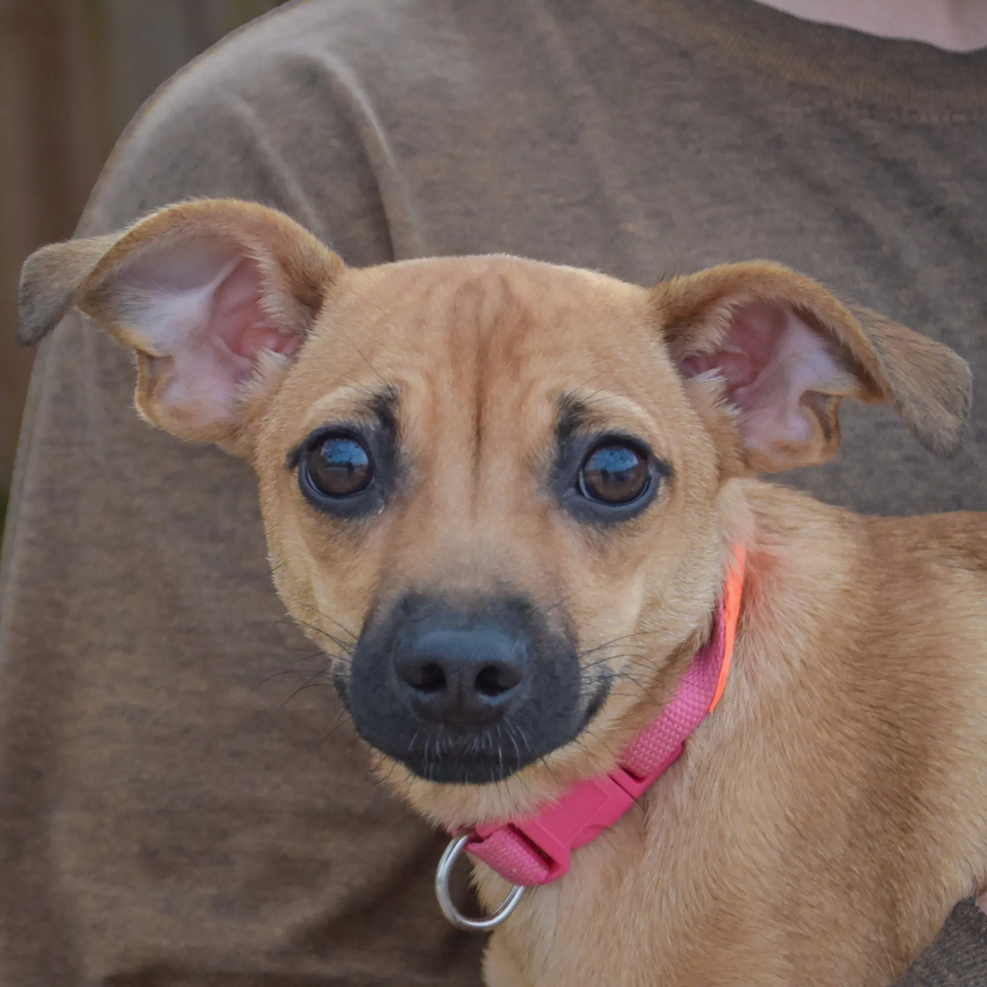 Dora - Whippet