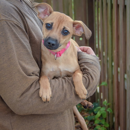 Dora, an adoptable Whippet / Italian Greyhound / Mixed at Animal House Shelter — photo 3